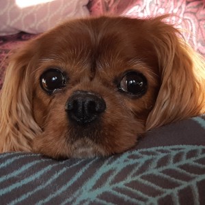 8c21265e-39bc-4689-9705-f43e1228c9b9